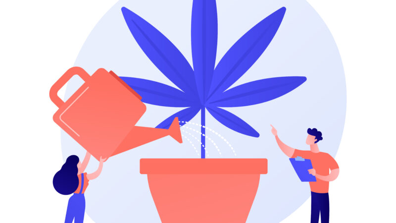 AI and Cannabis SEO: A Perfect Pair for Digital Growth in 2025