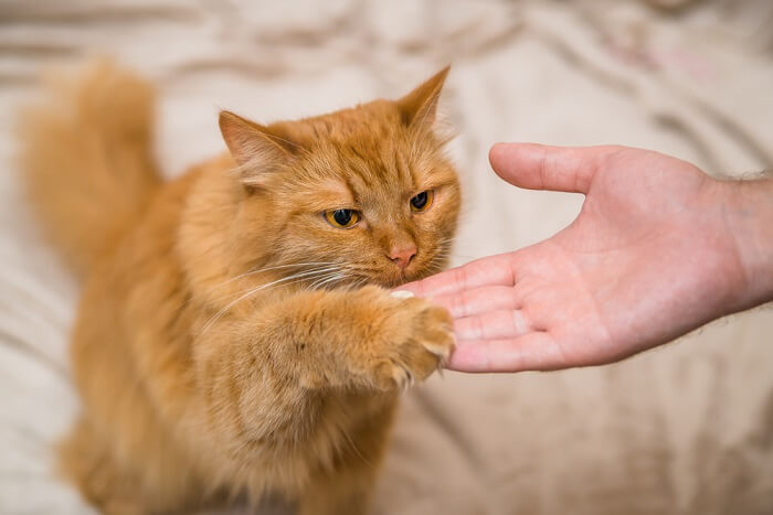 Die beliebtesten Katzenrassen und ihre Eigenschaften