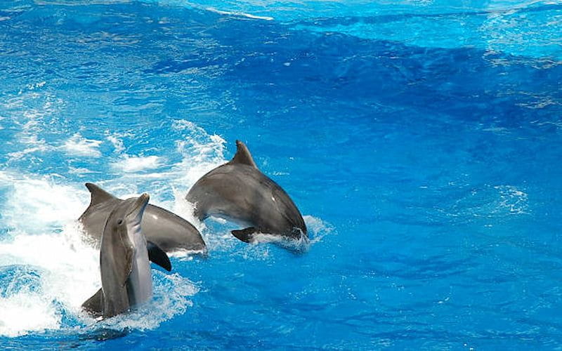 Explore the Wonders of Dubai Dolphinarium 2 800 5