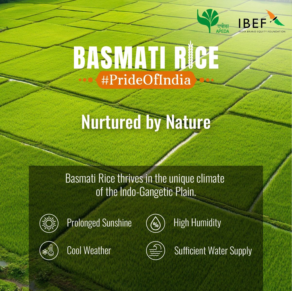 Why Indian Basmati Rice Is in High Demand Across Global Markets? 1 Why Indian Basmati Rice Is in High Demand Across Global Markets?