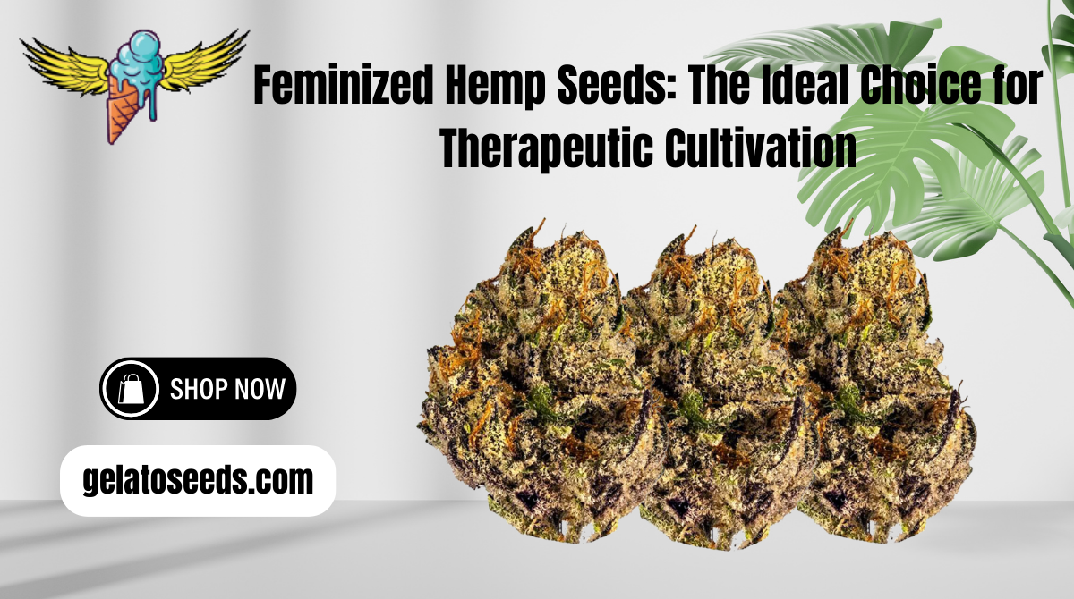 Feminized Hemp Seeds: The Ideal Choice for Therapeutic Cultivation 1 Feminized Hemp Seeds: The Ideal Choice for Therapeutic Cultivation