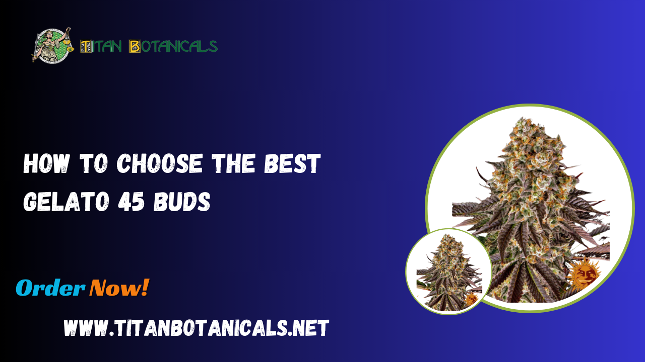How to Choose the best Gelato 45 Buds 1 How to Choose the best Gelato 45 Buds