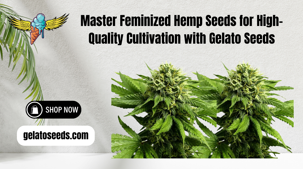 Master Feminized Hemp Seeds for High-Quality Cultivation with Gelato Seeds 1 Master Feminized Hemp Seeds for High-Quality Cultivation with Gelato Seeds