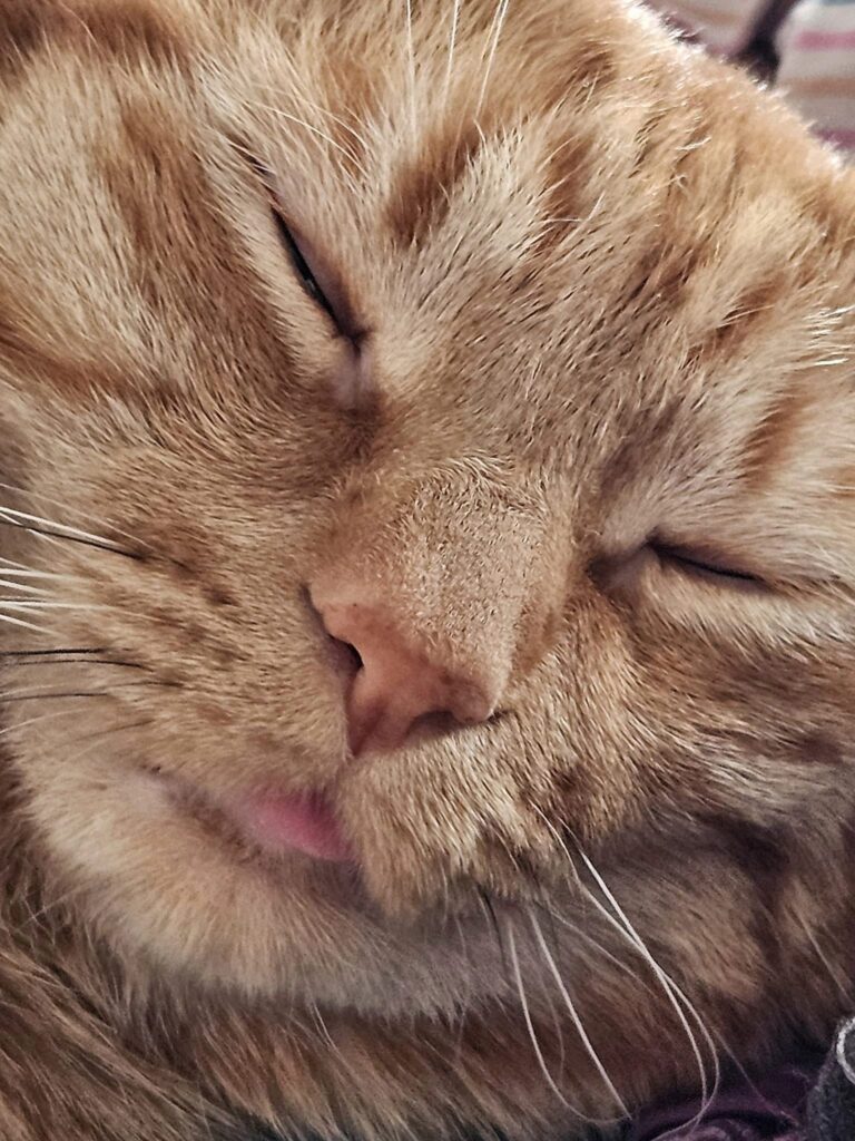 6 Essential Tips for Taking Care of Orange Tabbies 1 Orange Tabbies