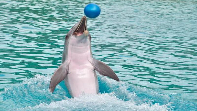 Top Reasons to Visit Dubai Dolphinarium Today