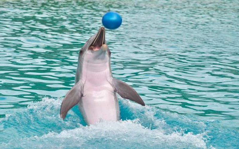 Top Reasons to Visit Dubai Dolphinarium Today 1 Top Reasons to Visit Dubai Dolphinarium Today