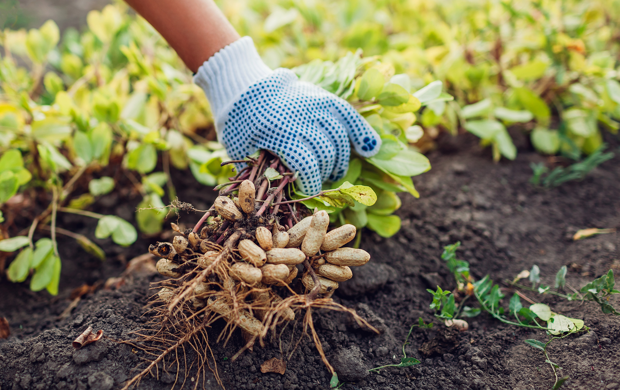 An Easy-to-Read Guide to Peanut Farming in India 1 An Easy-to-Read Guide to Peanut Farming in India
