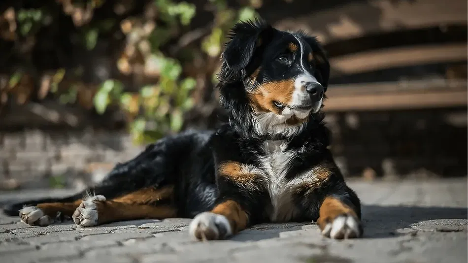 Golden Mountain Dog: Your Affectionate and Loyal Companion 1 Golden Mountain Dog: Your Affectionate and Loyal Companion