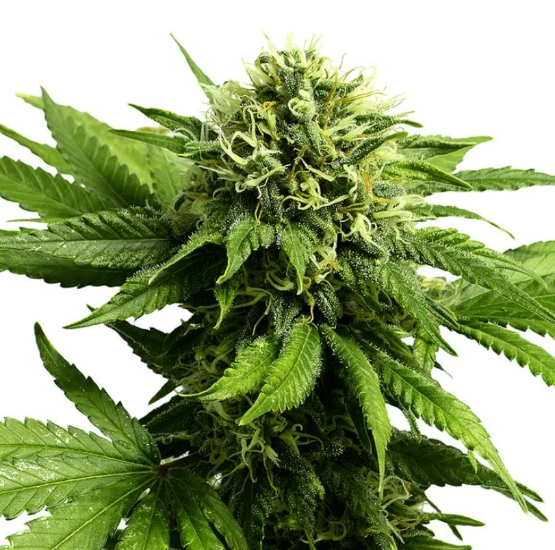 Master Feminized Hemp Seeds for High-Quality Cultivation with Gelato Seeds 2 image 224