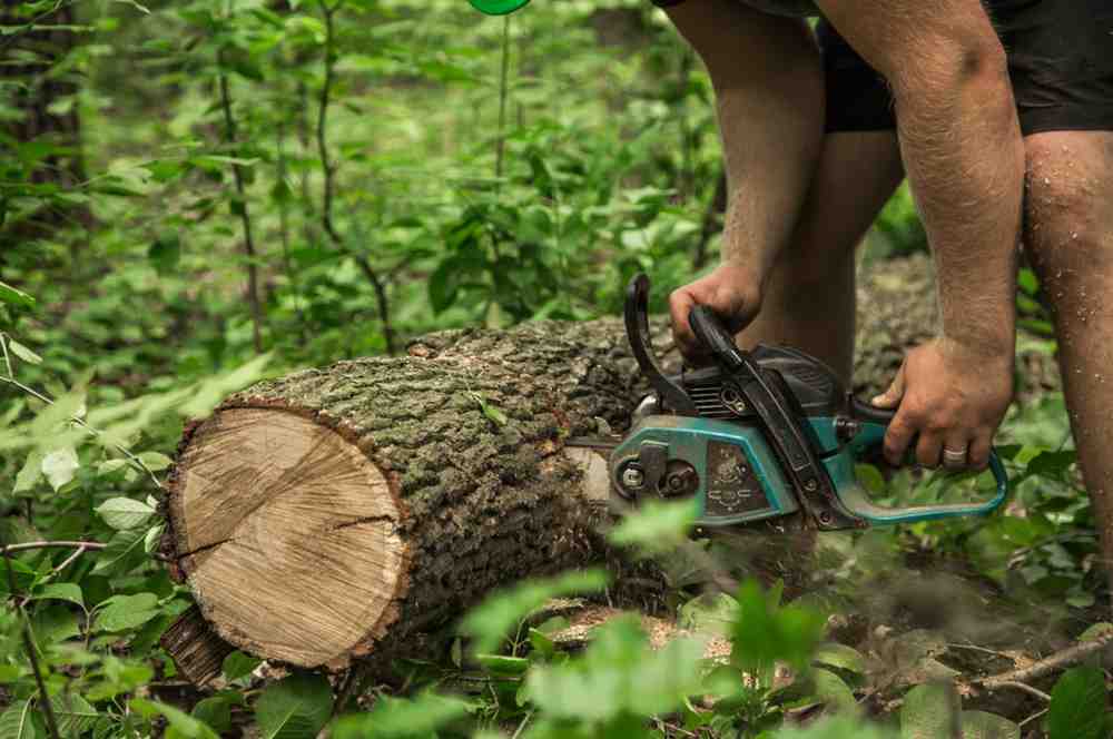 How Tree Removal in Bonita Springs, FL Can Improve Your Property’s Safety and Aesthetics 1 How Tree Removal in Bonita Springs, FL Can Improve Your Property’s Safety and Aesthetics