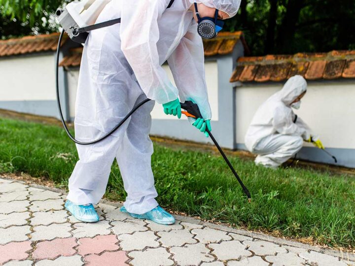 Pest Control and Guide to Bed Bug Treatment