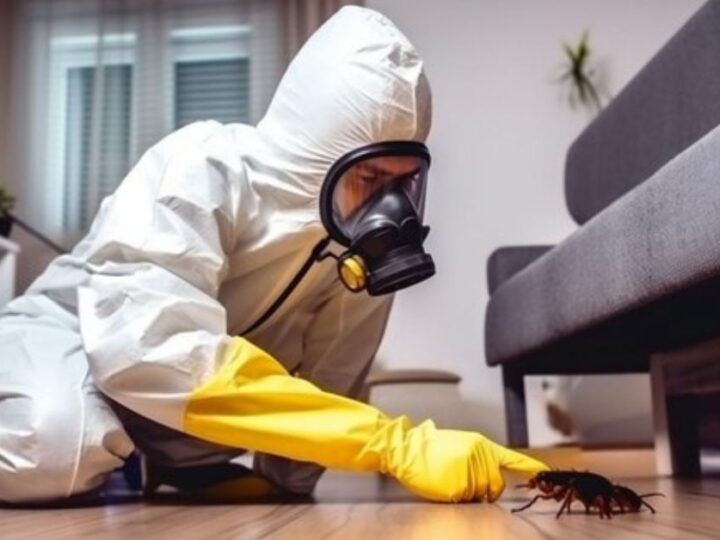 10 Common Pests and How to Eliminate Them?