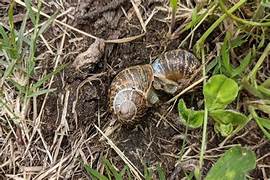 Slug and Snail Control: Protecting Your Garden’s Beauty 1 Slug and Snail Control: Protecting Your Garden’s Beauty