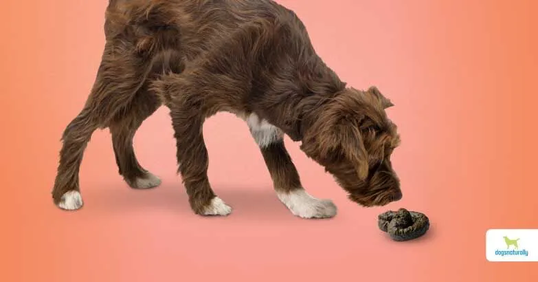 Why Do Dogs Eat Poop And How To Stop Them? 1 Why Do Dogs Eat Poop And How To Stop Them?