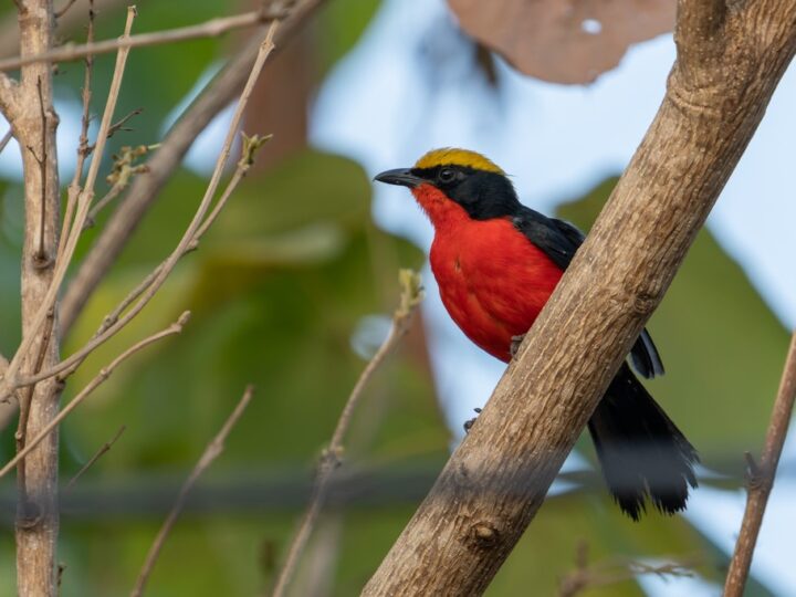 Gambian Excursions |Best Unforgettable Travelling Adventures Wait in The Gambia