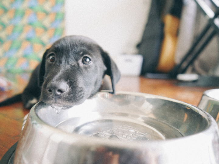 The Importance of Regularly Cleaning Your Dog’s Food and Water Bowls