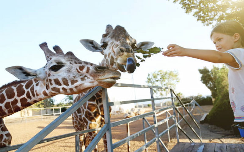 Top 10 Things to See and Do at Dubai Safari Park 1 Top 10 Things to See and Do at Dubai Safari Park