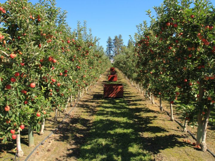 Mukteshwar Resorts Hotels: Your Gateway to Tranquility and Adventure