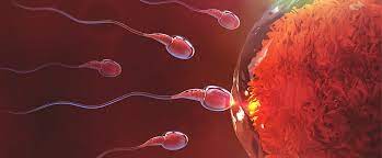 Nutrición para la fertilidad: alimentos que mejoran la salud reproductiva masculina