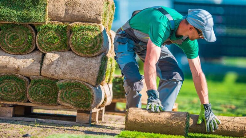 Reasons Why Your Lawn Has Dead Patches: Landscaping Services
