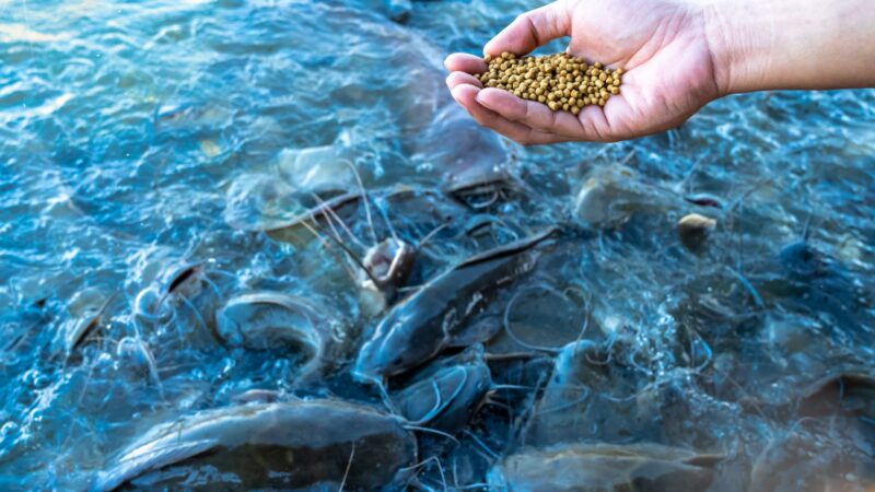 Marine Aquaculture in the UAE: Harnessing Innovation for Sustainable Seafood Production