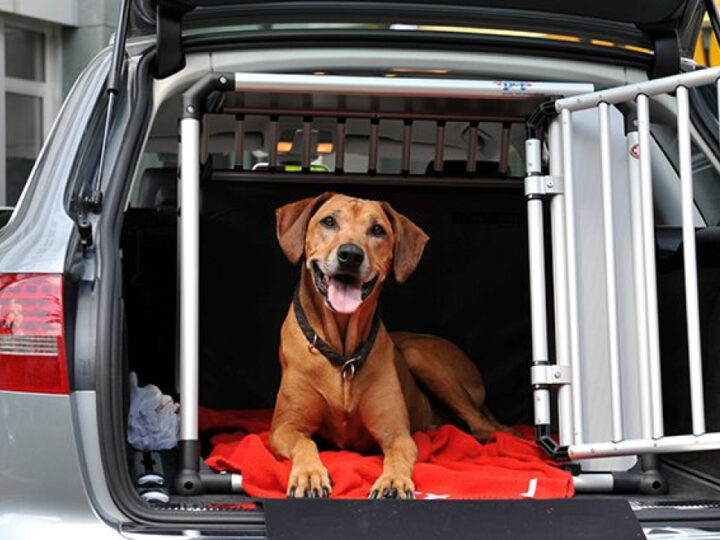 Why Choose Professional Pet Transport Services?