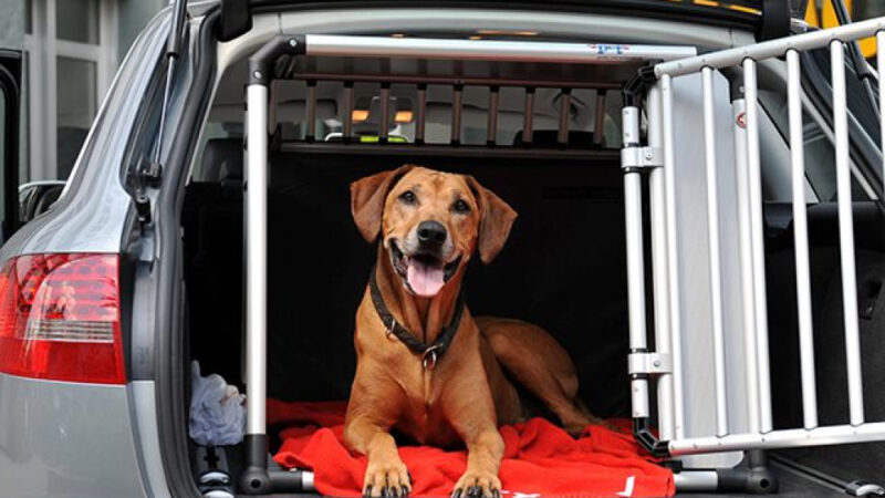 Why Choose Professional Pet Transport Services?