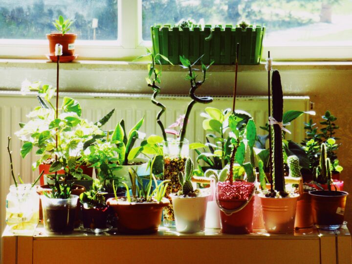 10 Essential Tips for Indoor Gardening Success