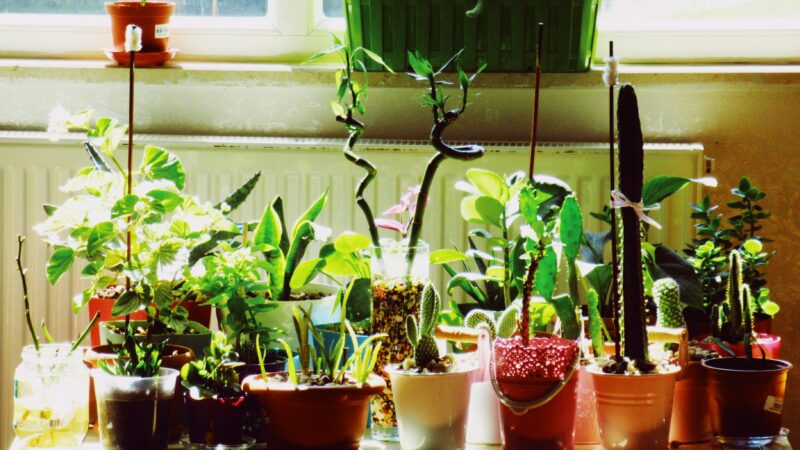 10 Essential Tips for Indoor Gardening Success
