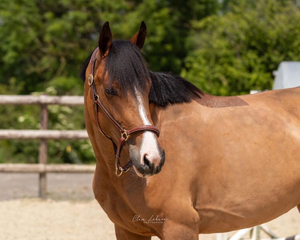 The Unrivaled Elegance of Exclusive Horses Worldwide 2 exclusive horses 1