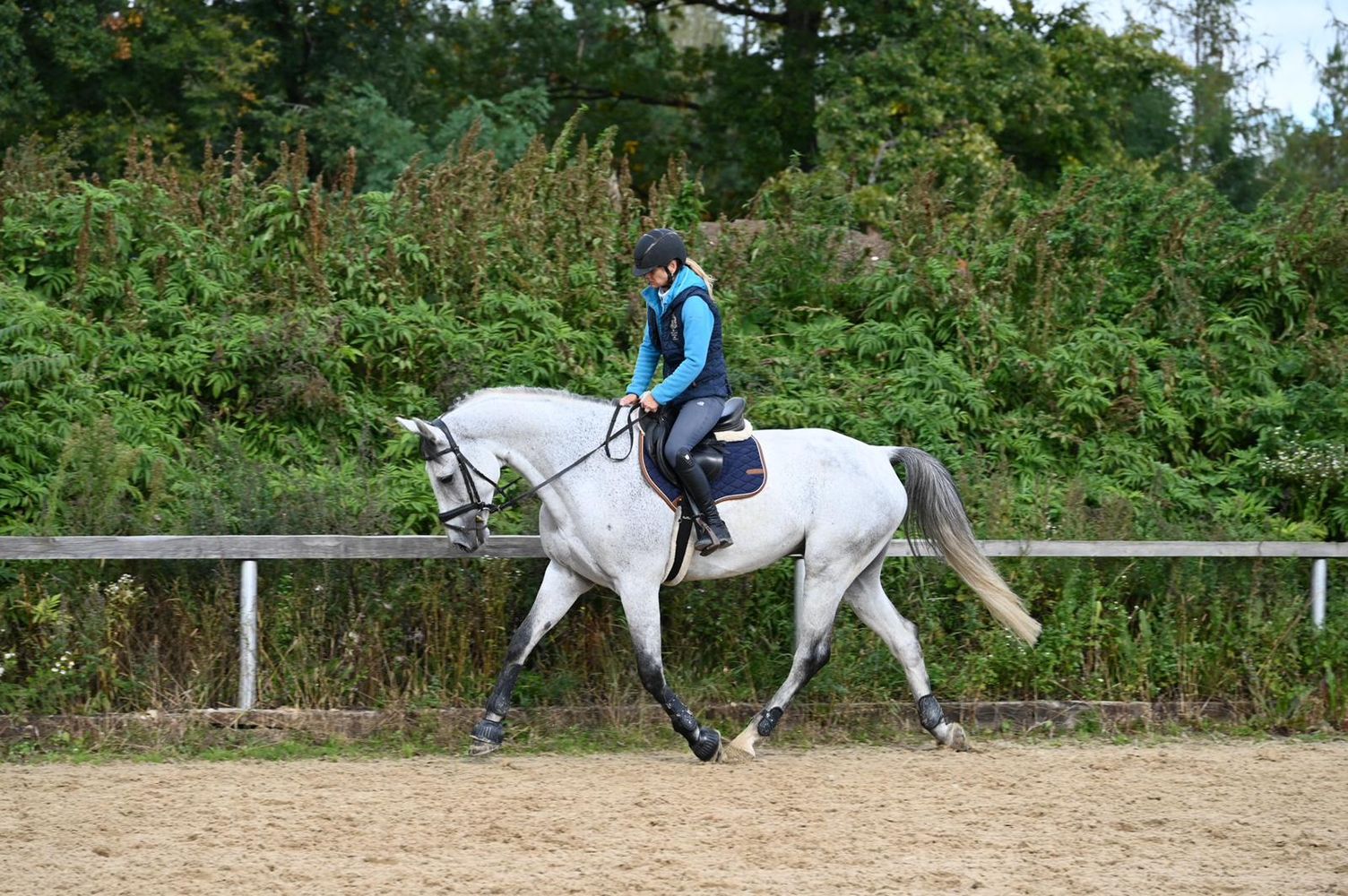 The Unrivaled Elegance of Exclusive Horses Worldwide 1 The Unrivaled Elegance of Exclusive Horses Worldwide