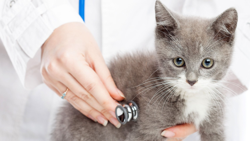 The Role of a Vet Chiropractor in Holistic Animal Wellness