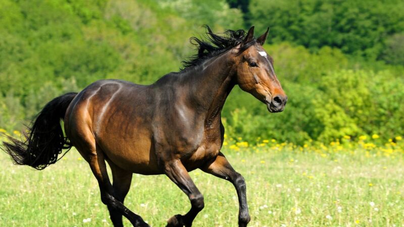 Find the Perfect Horses for Sales