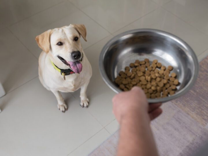 Dog Supplements Demystified: What’s Worth It and What’s Hype?