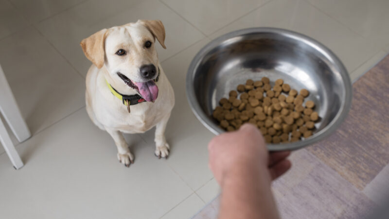 Dog Supplements Demystified: What’s Worth It and What’s Hype?