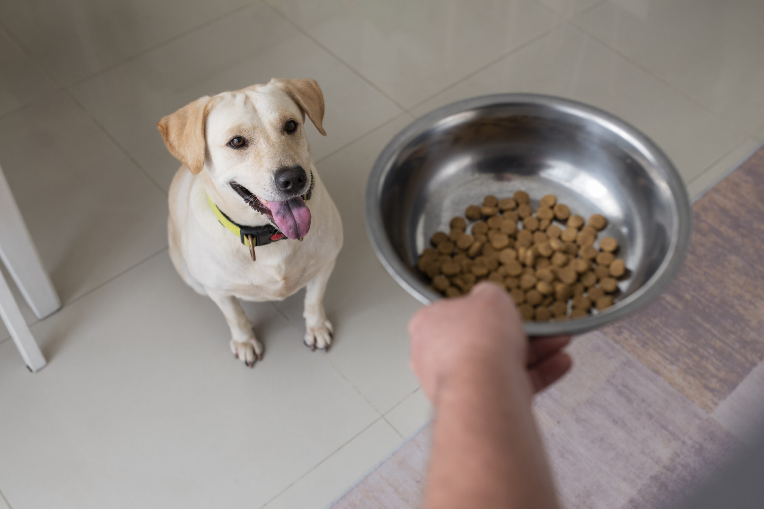 Dog Supplements Demystified: What’s Worth It and What’s Hype? 1 Dog Supplements Demystified: What’s Worth It and What’s Hype?