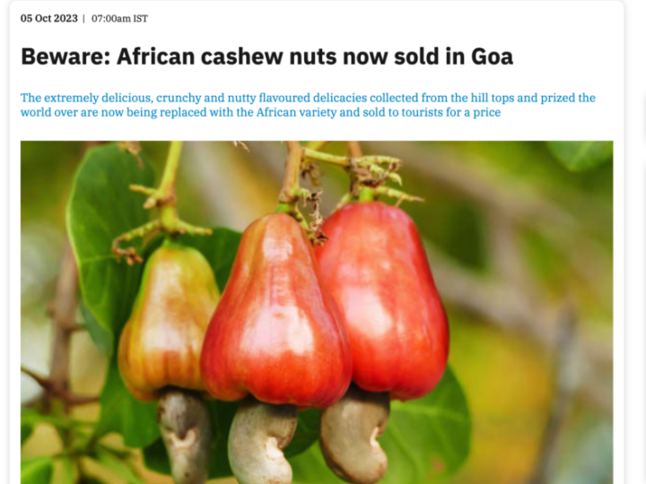 What Are the Health Benefits of Goan Cashew Nuts?