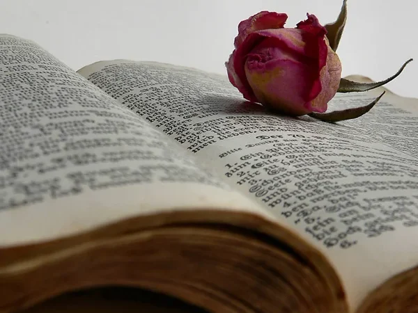 Sexually Addictive Books: The Most Captivating Erotic Reads