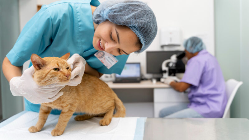 The Importance of Pet Grooming (Cat & Dog ) in Doha, Qatar