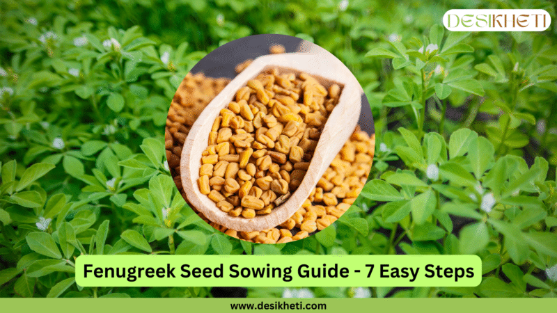 How to Grow Fenugreek (Methi): Complete Farming Instructions