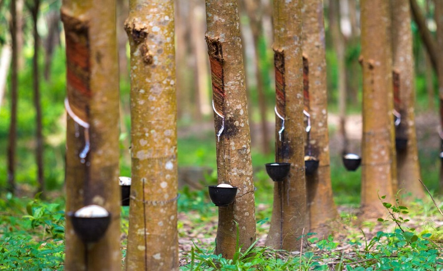 Rubber Process Oil Market Forecast: Regional Dominance and Product Trends Through 2032 1 Rubber Process Oil Market Forecast: Regional Dominance and Product Trends Through 2032
