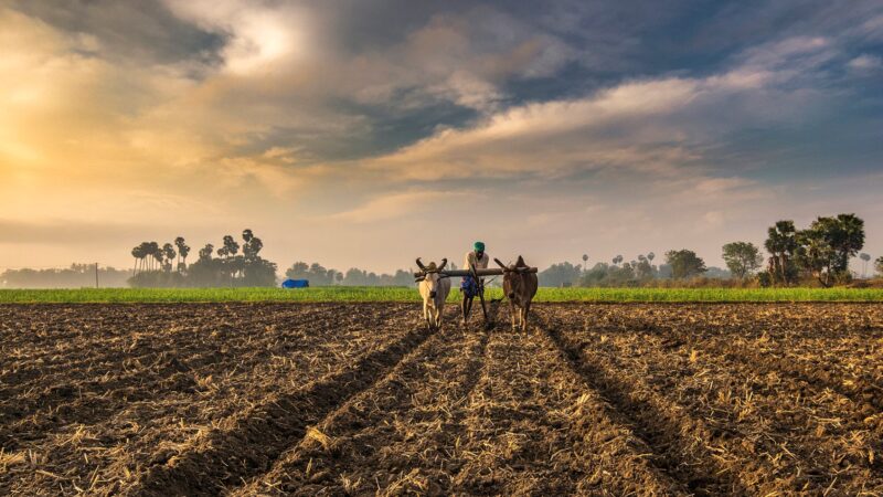 जमाबंदी हरियाणा: भूलेख हरियाणा/जमाबंदी नकल हरियाणा ऑनलाइन देखें