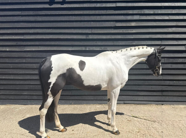 Horses For Sale UK: Find Your Ideal Equestrian Companion