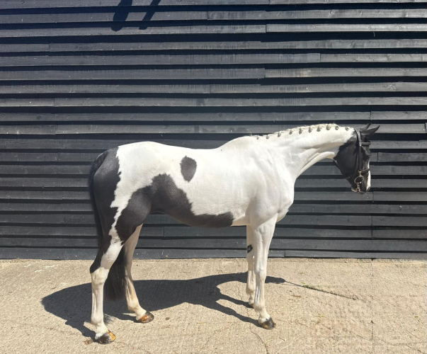 Horses For Sale UK: Find Your Ideal Equestrian Companion 1 Horses For Sale UK: Find Your Ideal Equestrian Companion