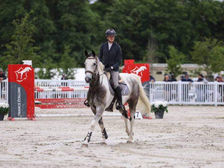 British Horses For Sale: Discover the Best Online Marketplace