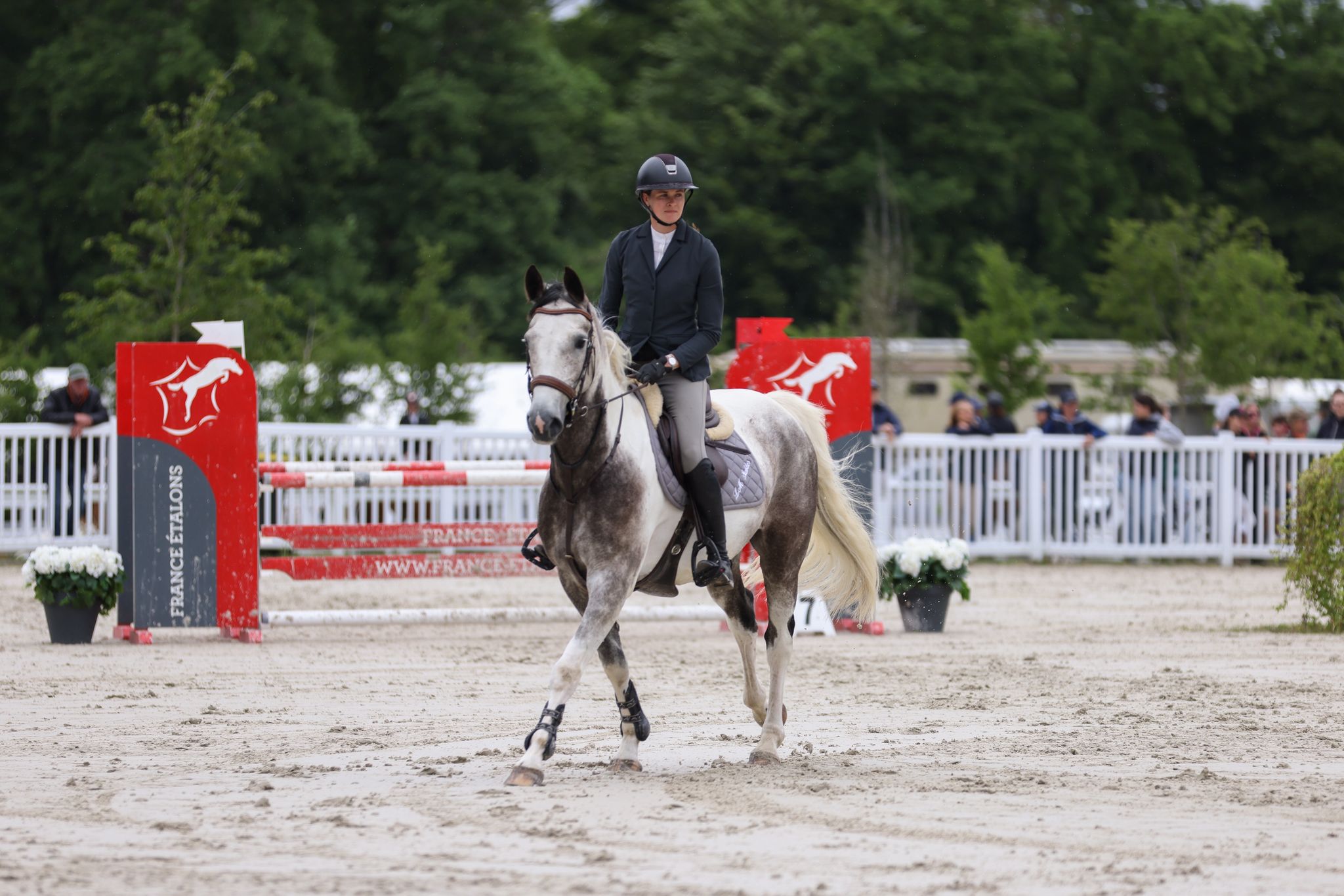 British Horses For Sale: Discover the Best Online Marketplace 1 British Horses For Sale: Discover the Best Online Marketplace