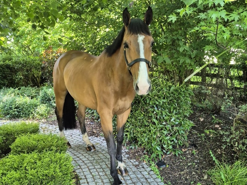 British Horses For Sale: Discover the Best Online Marketplace 2 British Horses For Sale
