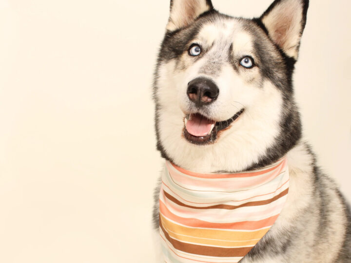 Eco-Bandanas for Pets: Where Style Meets Sustainability