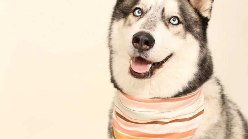 Eco-Bandanas for Pets: Where Style Meets Sustainability