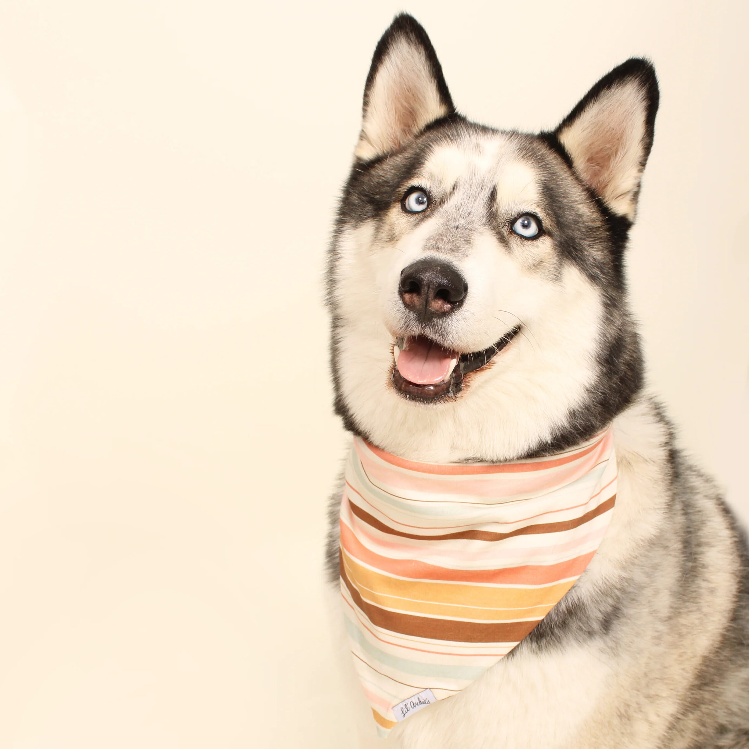 Eco-Bandanas for Pets: Where Style Meets Sustainability 1 Eco-Bandanas for Pets: Where Style Meets Sustainability